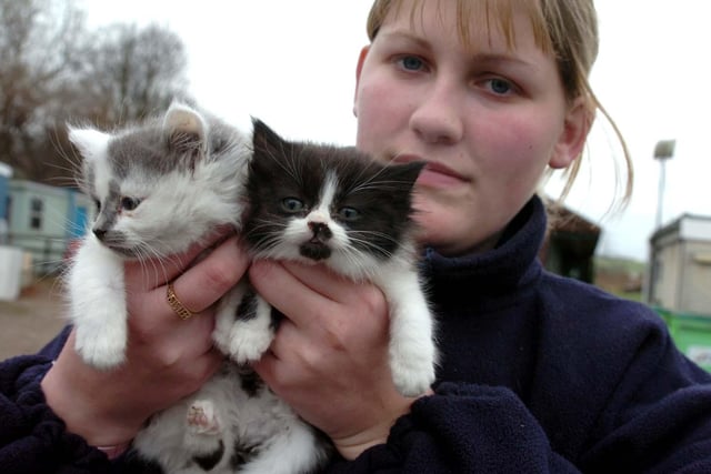 Lindsay Holmes at Chesterfield RSPCA centre in Spital with  abandoned five-week-old kittens Ashley and Winnie.