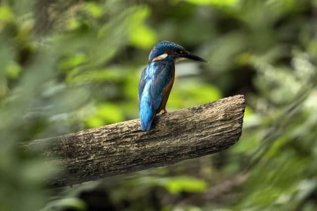 The wet habitat at Fulford Ings supports birds such as kingfishers.