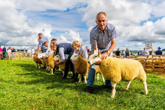 udging of the North County Cheviot ram lamb class