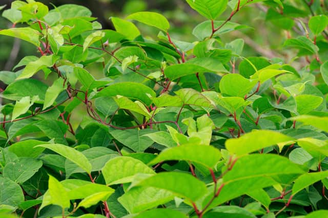 Japanese Knotweed is known to be in towns and cities across Yorkshire, including Sheffield, Rotherham, Doncaster, Barnsley and Huddersfield (Adobe Stock)