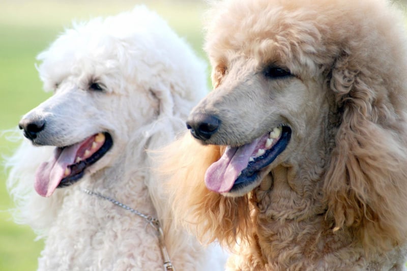 They may look glamorous, but poodles were originally bred as water retrievers for duck hunters in Germany. The standard size (around 38cm) was the original, bred from European water dogs.