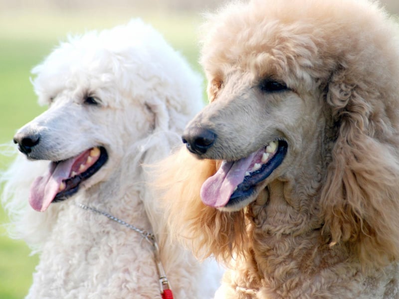 They may look glamorous, but poodles were originally bred as water retrievers for duck hunters in Germany. The standard size (around 38cm) was the original, bred from European water dogs.