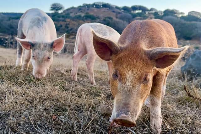 A coalition of rural businesses are pressing for action to protect abattoirs and the livestock trade.
