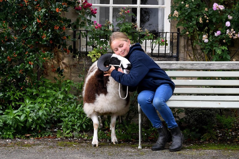 Georgia Knowles aged 10 with her Jacob sheep called Riverbank Bobby Dazzler.