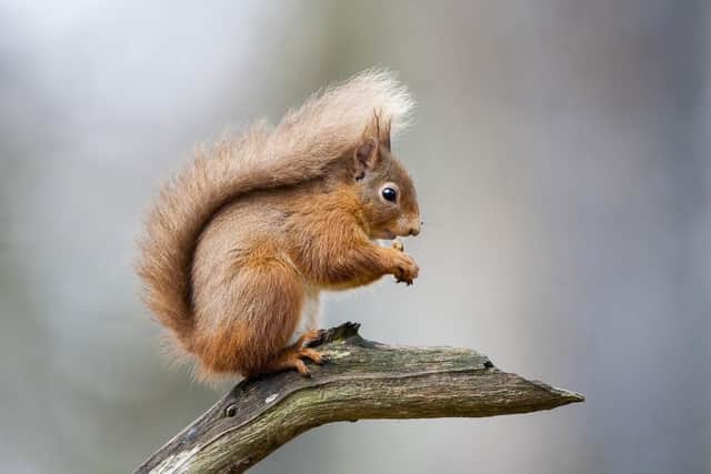 A Red Squirrel, sitting on a branch.
