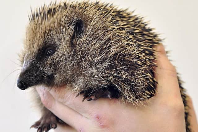 Rescued hedgehog at The Whitby Wildlife Centre. (Pic credit: Richard Ponter)