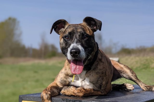 Male - Lurcher - aged 2-5. Tigger doesn't like being left alone and needs someone who can help him develop his social skills.