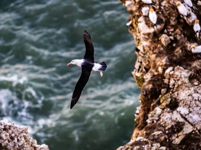 Black Browed Albatross flying over RSPB Bempton Cliffs. (Pic credit: James Hardisty)