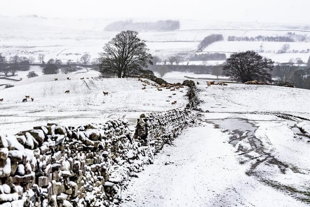 A flock of sheep near Worton, in Wensleydale in the Yorkshire Dales take refuge from snow.