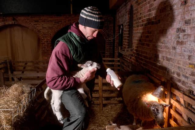 Joss Spilman pictured feeding a lamb