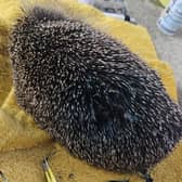 The poor animal was rushed to nearby Castleford Hedgehog Rescue
