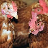 Avian flu has been identified