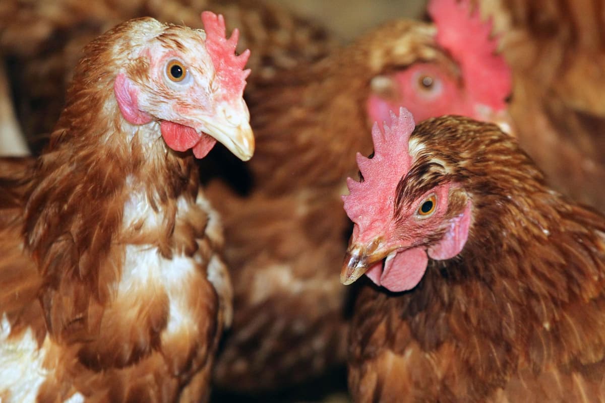 Vogelgrippe in Geflügelzuchtbetrieb bei York bestätigt