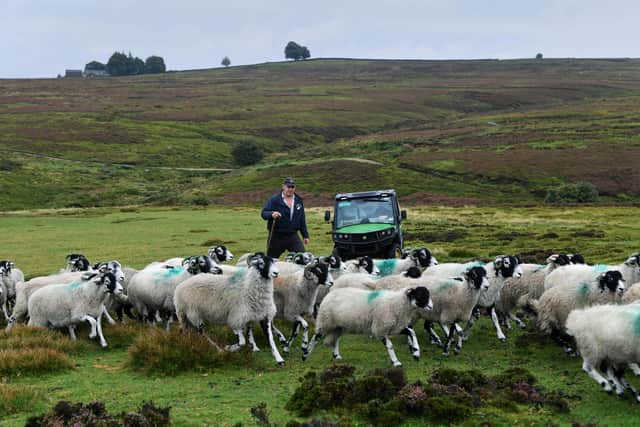 Steven on Carlesmoor with his Swaledale sheep.