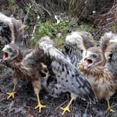 One-month-old Hen Harrier chicks pictured, as more than 100 rare hen harrier chicks have fledged in England this year, the highest number for over a century, the Government's conservation agency said.