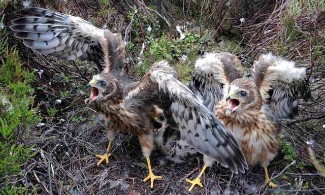 One-month-old Hen Harrier chicks pictured, as more than 100 rare hen harrier chicks have fledged in England this year, the highest number for over a century, the Government's conservation agency said.