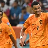 Netherlands' forward #08 Cody Gakpo celebrates scoring the opening goal with his teammates during the Qatar 2022 World Cup Group A football match between the Netherlands and Qatar at the Al-Bayt Stadium in Al Khor, north of Doha on November 29, 2022. (Photo by ALBERTO PIZZOLI/AFP via Getty Images)
