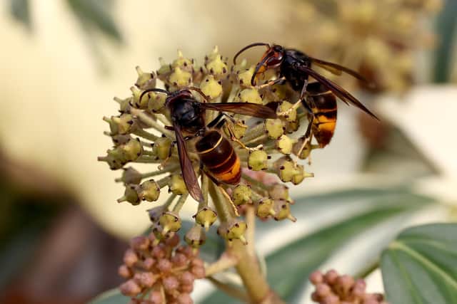 Asian hornets, which track insects using 'thermographic' binoculars or tag them with coloured markers or transmitters.