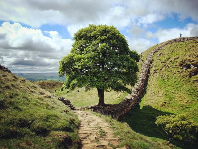 Sycamore Gap and Robin Hood's tree  on Hadrians Wall on a sunny day in Northumbria