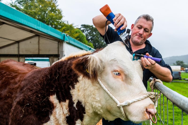 Steven O'Kane, from Keady View Cattle Groomers, based in Wales, helps to make show ready a young Hereford bull