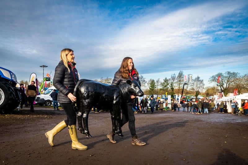 Abby Knowlson, (Sales), and Lucy Corner (Production Manager) for Warrendale WAGYU based at Pocklington, carrying a small fibreglass calf across to their stand.