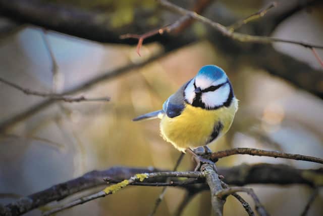 Follow this expert guide to spot birds in your garden this autumn