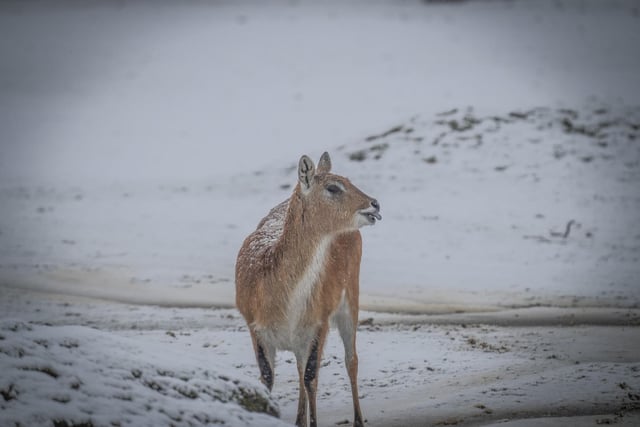 This Red Lechwe almost seems like she's sticking her tongue out to catch the snow flakes.