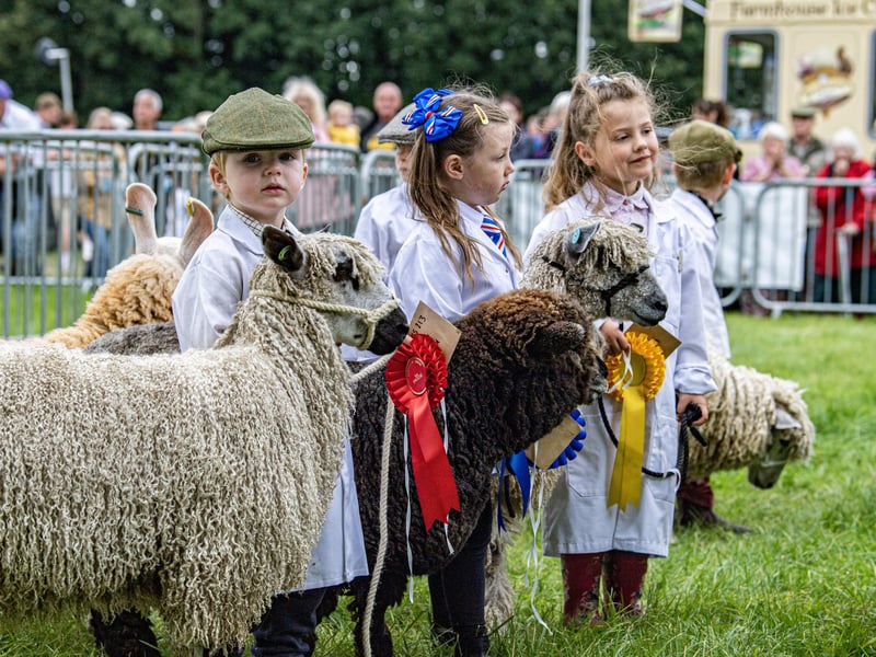 Young handlers being judged in the sheep ring