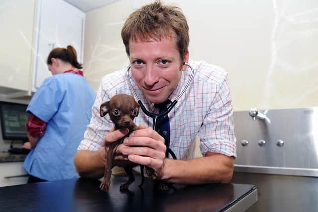 Julian Norton checks over a chihuahua on a previous series of The Yorkshire Vet. (Pic credit: Jonathan Gawthorpe)