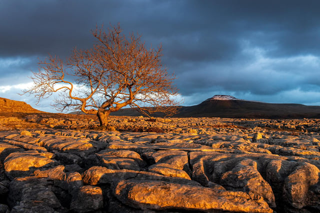 The golden light from the setting sun illuminates a lone tree on the limestone pavement of Twistleton Scar with the back drop of a snow capped Ingleborough. Picture Bruce Rollinson