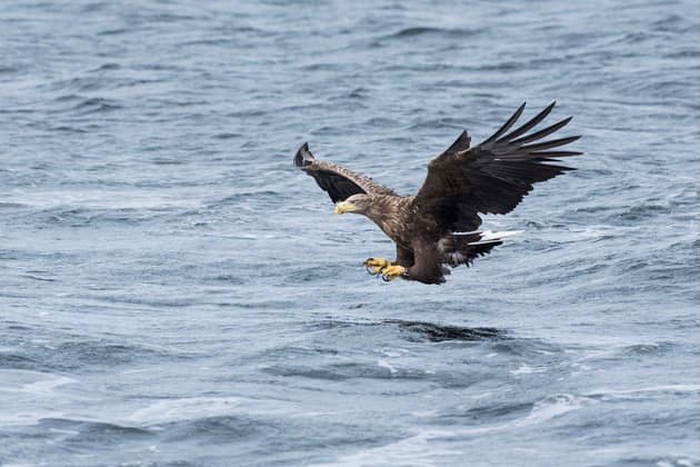 There are only an estimated 150 pairs of white tailed eagles, also known as sea eagles, in the UK and one was spotted in Yorkshire this week.