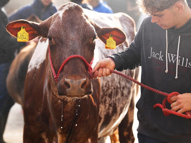 Cows are sprayed ready for the show
