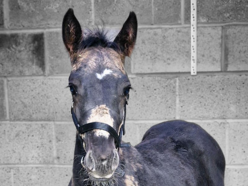 King: a fledgling foal described as more like a family dog than a horse, owing to his personality