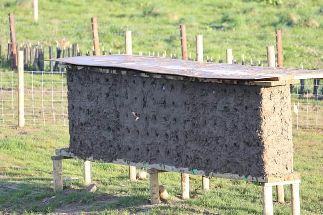 The artificial sand martin nesting wall on the banks of the River Ure, near West Witton.