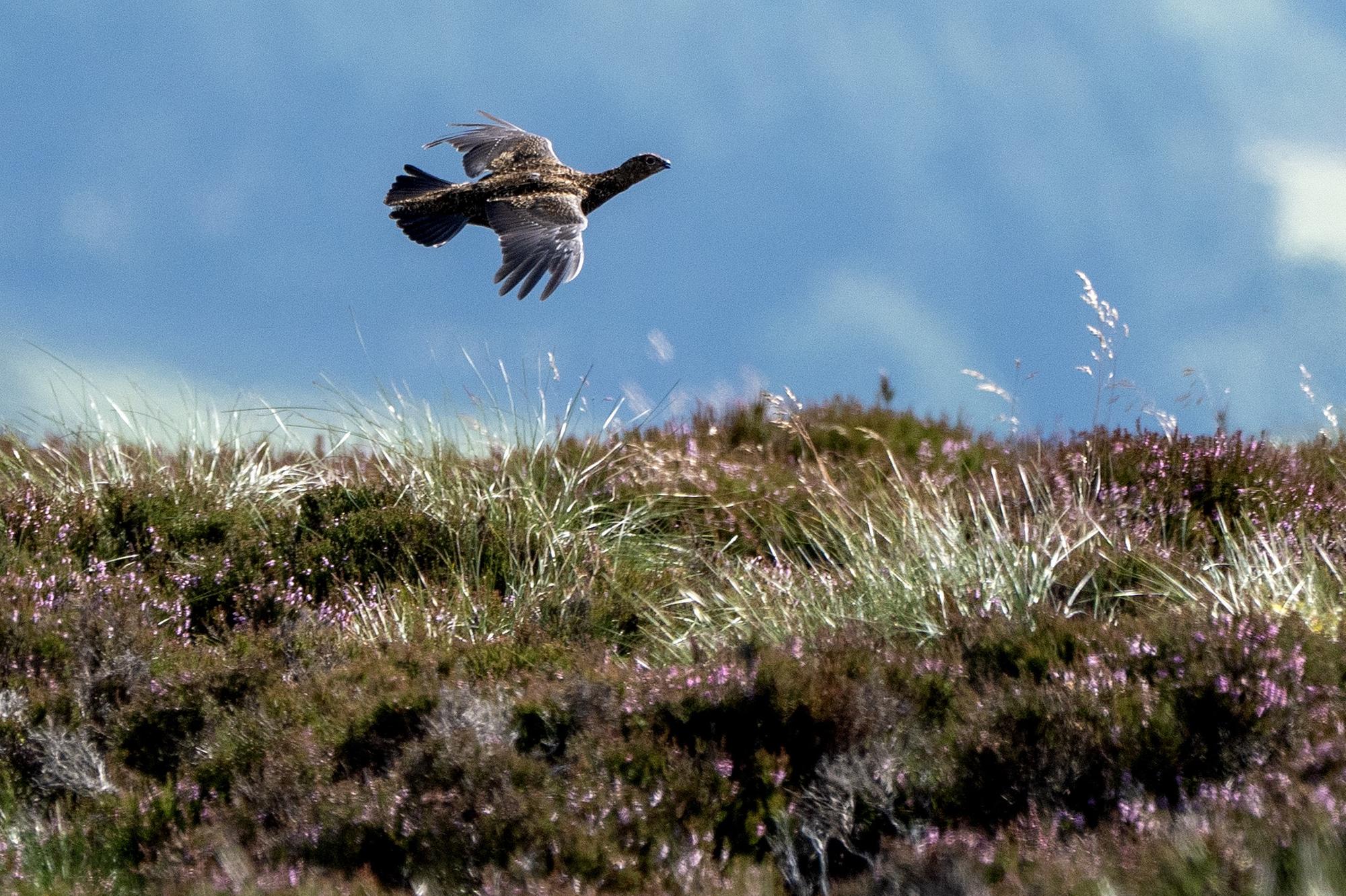Game shooting is a force for good for nature and people, it is not a problem that needs solving - Yorkshire Post Letters