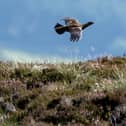 A grouse bird in flight on the moors. PIC: Jane Barlow/PA Wire