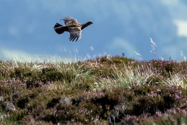 A grouse bird in flight on the moors. PIC: Jane Barlow/PA Wire