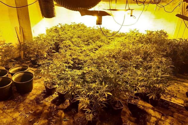 South Yorkshire Police seized and destroyed £555,000 worth of cannabis plants.