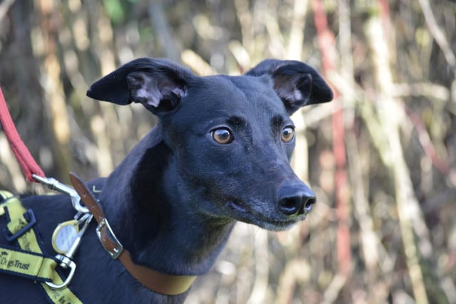 Female - Greyhound - aged 2-5. Sally is an ex-racer and needs a lead and muzzle when out on walks, as well as a private garden.