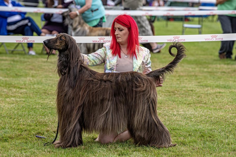 A competitor with her Afghan Hound at the Harewood Dog Show.