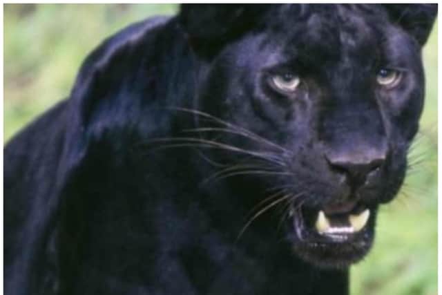 There have been numerous big cat sightings in Doncaster in recent years.