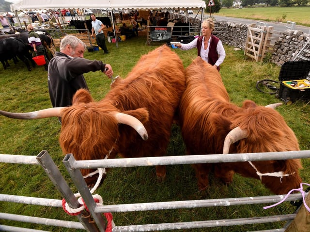 Highland Cattle are prepared at the show