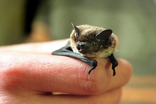 A variety of species of bat can be found almost anywhere in West Yorkshire, with wildlife habitats being some of the best places to spot them. Some areas in West Yorkshire where bats have been spotted include Hardcastle Crags, Harewood House and Nostell Priory. The species of bat which have been recorded are the brandt’s bat, brown long-eared bat, common pipistrelle, daubenton’s bat, leisler’s bat, nathusius’ pipistrelle, natterer’s bat, noctule, soprano pipistrelle and the whiskered bat. You can also spot many different species of bats in the upland areas of the country in the Yorkshire Dales National Park.