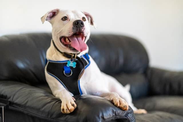Zeus sitting on a sofa. (Pic credit: RSPCA)