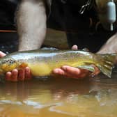 File pic: Two teenagers from Leeds were caught trout fishing without permission or licences on Driffield Beck. (Photo: Tony Johnson/Yorkshire Post Newspapers)