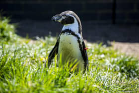 22 April  2022.....    Rosie the Humboldt penguin at Sewerby Hall and Gardens near Bridlington. Rosie has just celebrated her 32nd birthday and is thought to be the oldest penguin in the world. John is a vegan but has to feed the penguin daily. Next week is World penguin day. Picture Tony Johnson