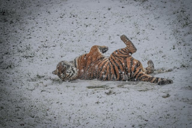 Endangered Amur Tiger Sayan excitedly enjoys the snow at Yorkshire Wildlife Park.