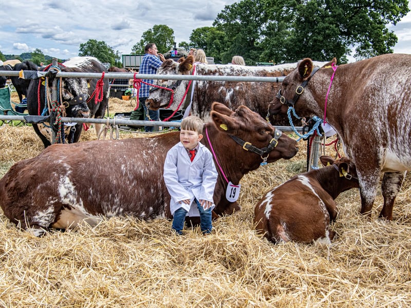 Seven year old George Baker with his family's Beef Shorthorn