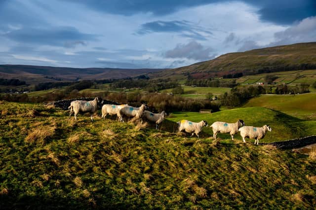 This rural scene is a typical sight in the Yorkshire Dales on the outskirts of Hawes, where nature, farming, and tradition have lived side-by-side for centuries. Picture: James Hardisty.