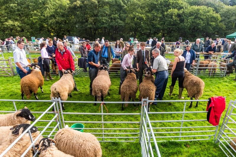 Judging of the Local Dalesbred aged rams.